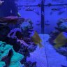 James210ReefLife