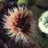 biocube14g