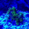 reefsaltlife