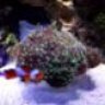 reef_junkie092