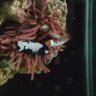 Rookie2reef