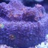 McolonReefAddict