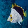 Marine fish man