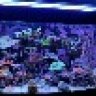 Livesfish