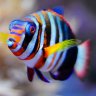 androsreef