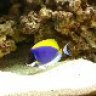 reefstar