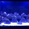 Naples reef