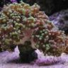 nicks nano reef