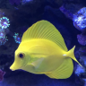 Reef_Obsessed