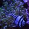 aquariumpav