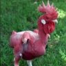 cowbot7