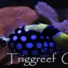 Triggreef