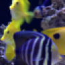 Coral Farms PR