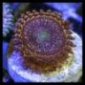 My Saltwater World