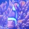 MR_Clownfish