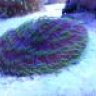 reef2home