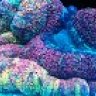 reefer110