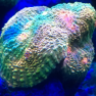 coral4me