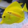 ReefKeeperMark