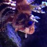 dwarfy reef
