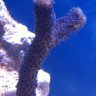 starfish12458