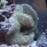 anemone guy