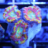 Igotcorals