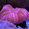 LetItReef
