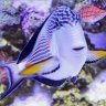 Yose-Reef
