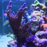deepseasurfer