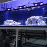 Fishphi784
