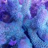 Derek'sReef