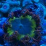 Reef12