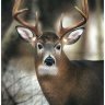 BOWHUNTER4250