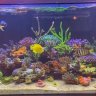 Reefcowboy
