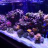 Tankopolis