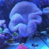 scottsreef