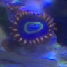 coralhoarder