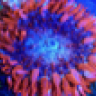 reef-treasure