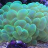 FFFishy