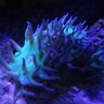 IloveCoral