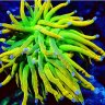 coralcruze