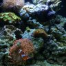 LovingSaltwaterLife