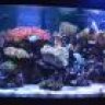 joesreeftank