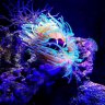 Izzy's_Reef