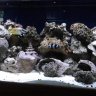 Rofire1
