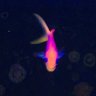 salty fish