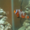 jish