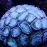 DarkTang