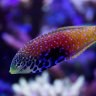 reeferdon